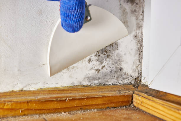 Professional Mold Removal in Clio, MI